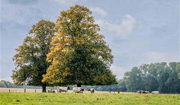 Bomen met een verhaal - 7/06
